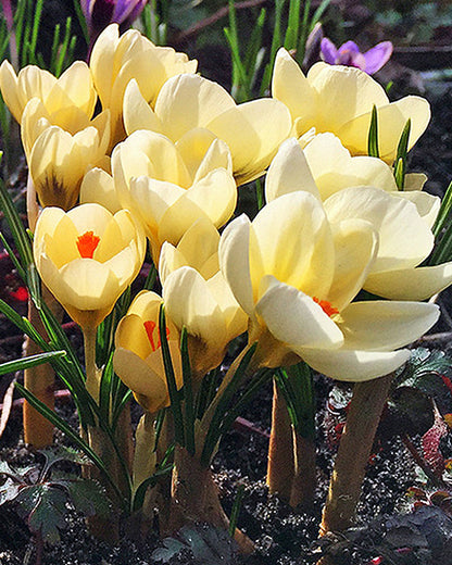 Crocus Cream Beauty