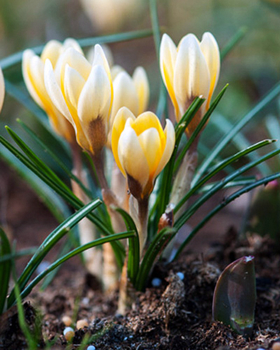 Crocus Romance