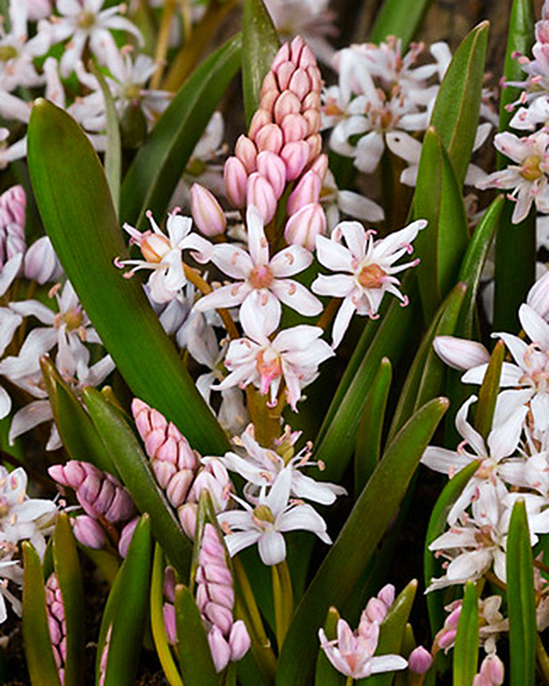 Skilla bifolia Rosea