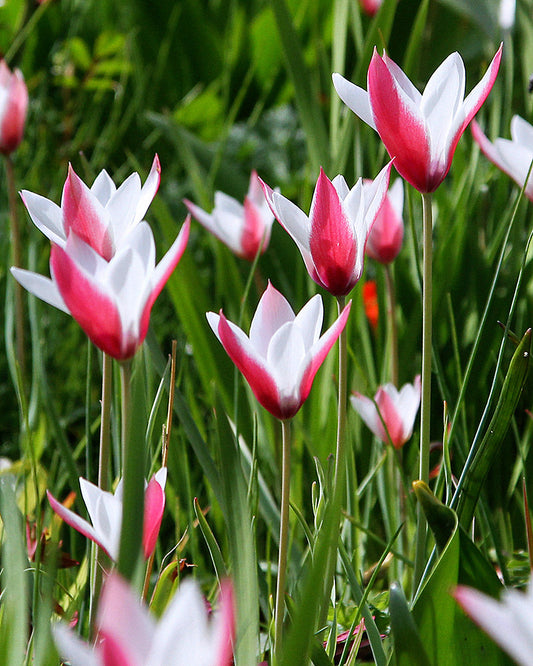 Tulipa clusiana Peppermintstick