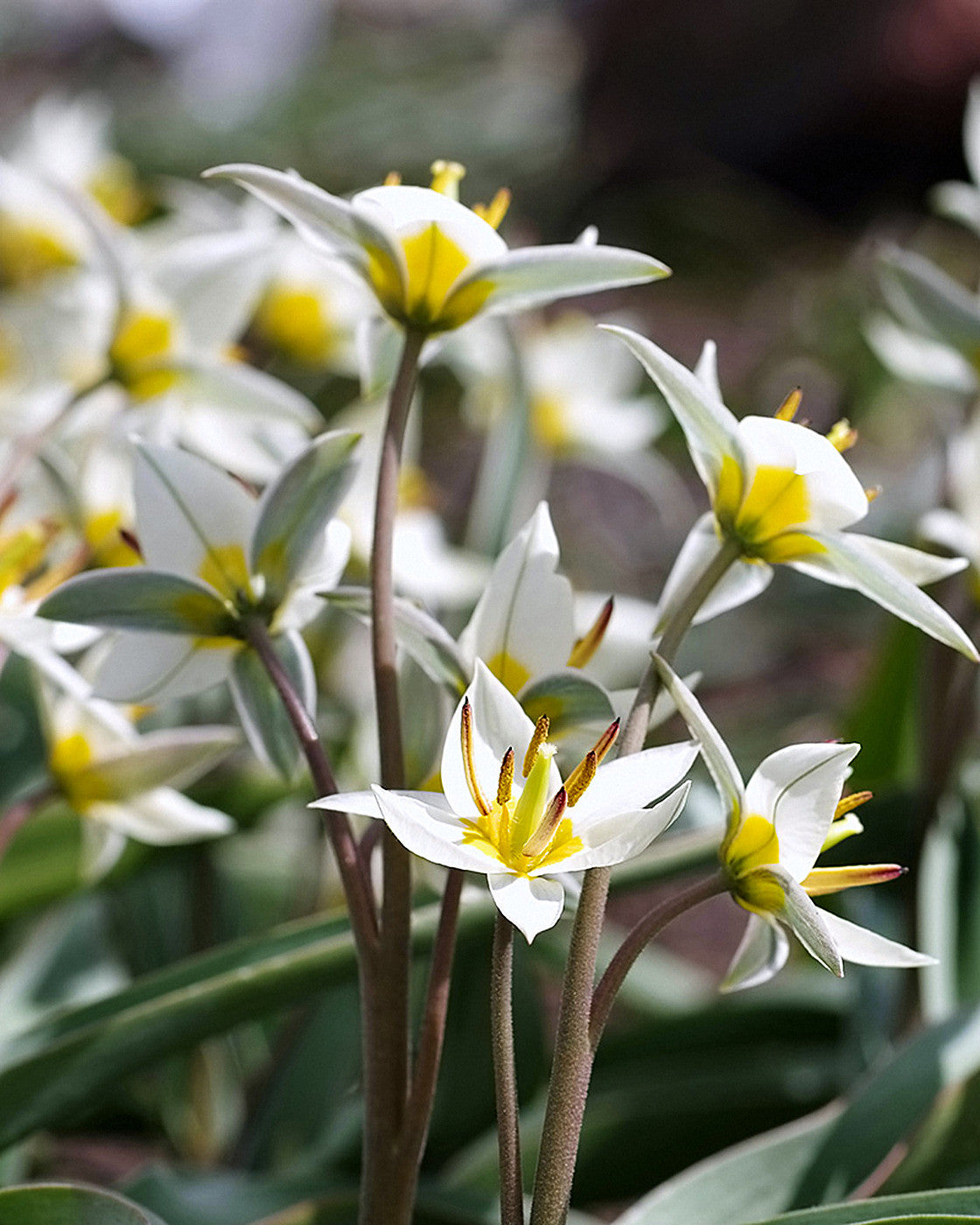 Tulipa turkestanica