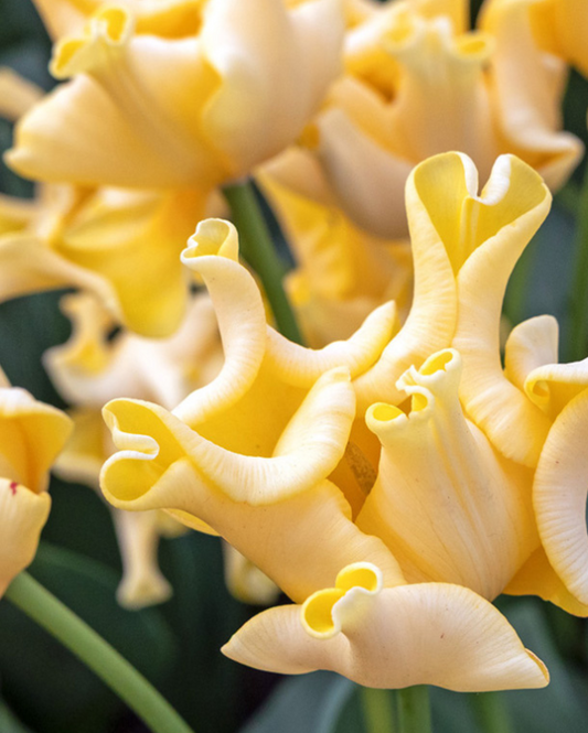 Tulipa Yellow Crown