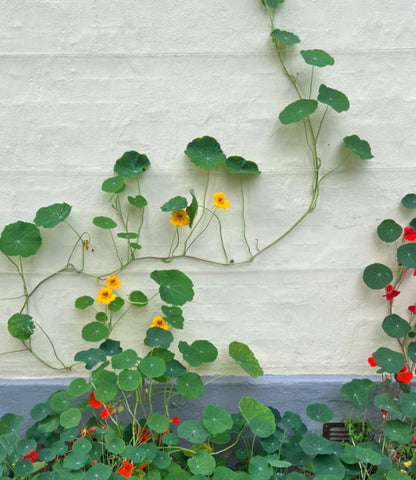 Spiselige blomster til haven og altanen