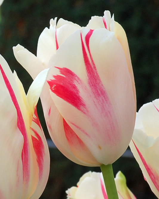 Tulipa Sorbet
