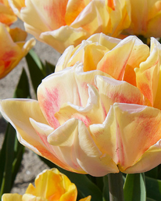 Tulipa Creme Upstar