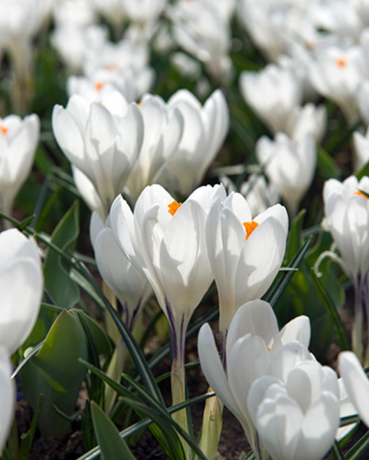 Crocus Jeanne d'Arc