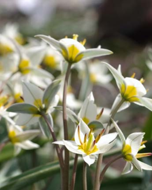 Tulipa Turkestanica