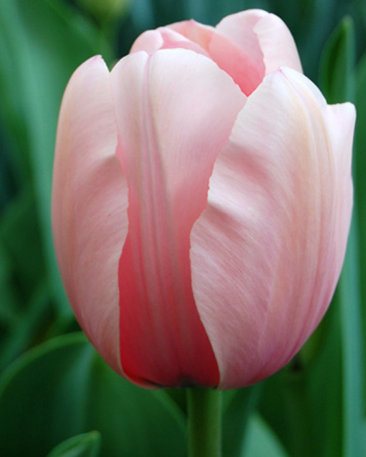 Tulipa Salmon Impression