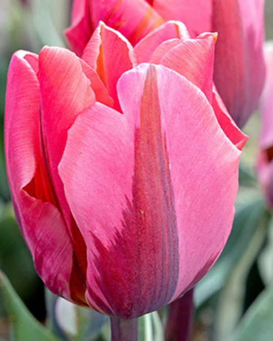 Tulipa Pretty Princess