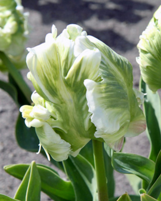 Tulipa Super parrot