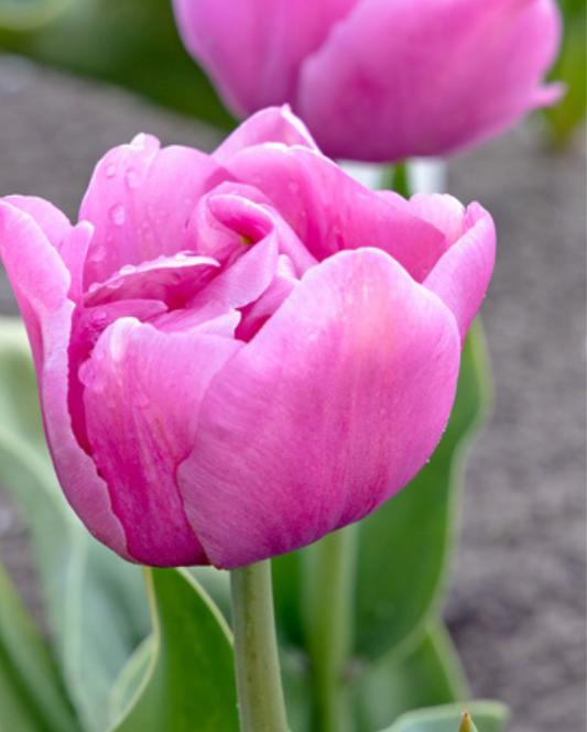 Tulipa Table Dance