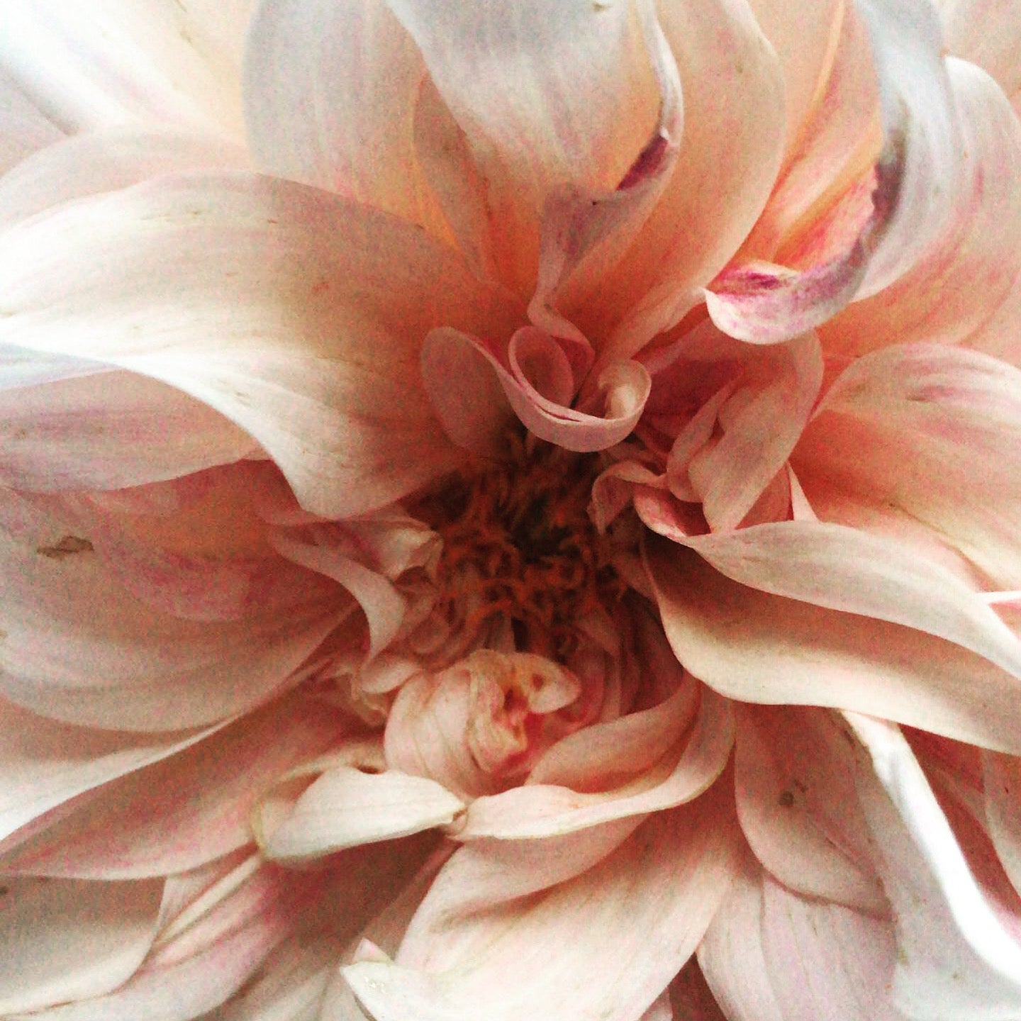 Dahlia Café au Lait