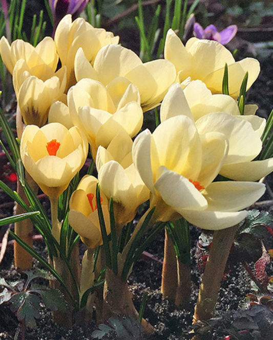 Crocus Cream Beauty