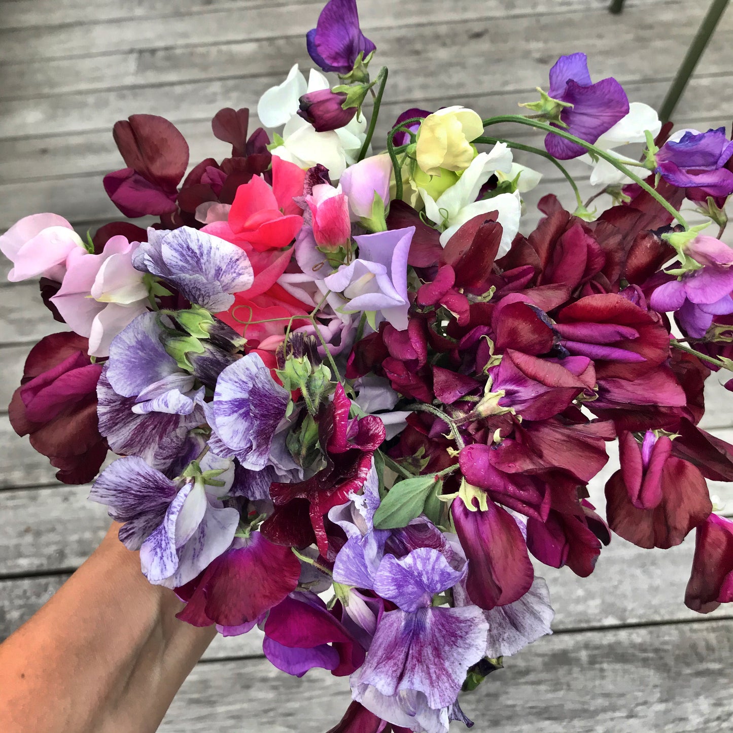 Annas yndlings Ærteblomster