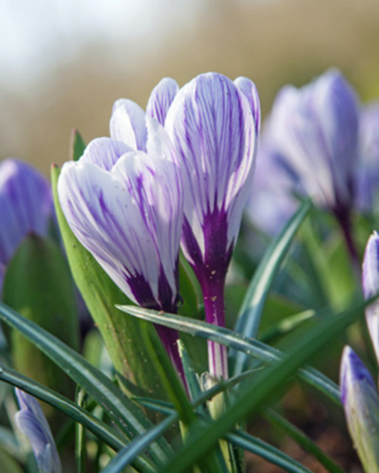 Krokus Pickwick