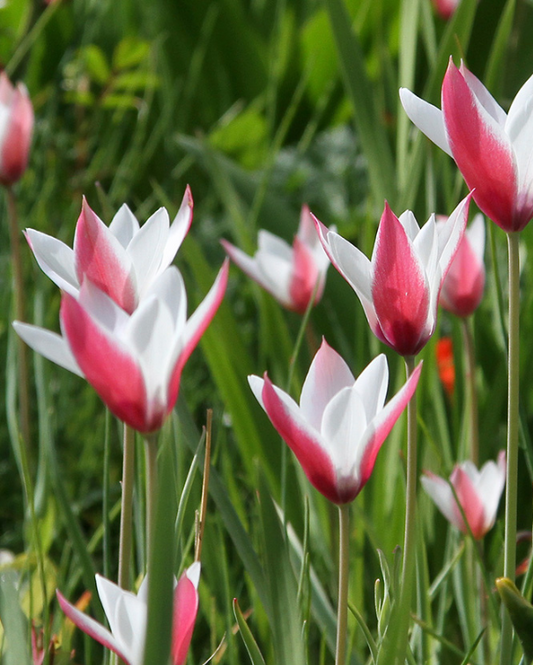 Tulipa Clus Peppermintstick