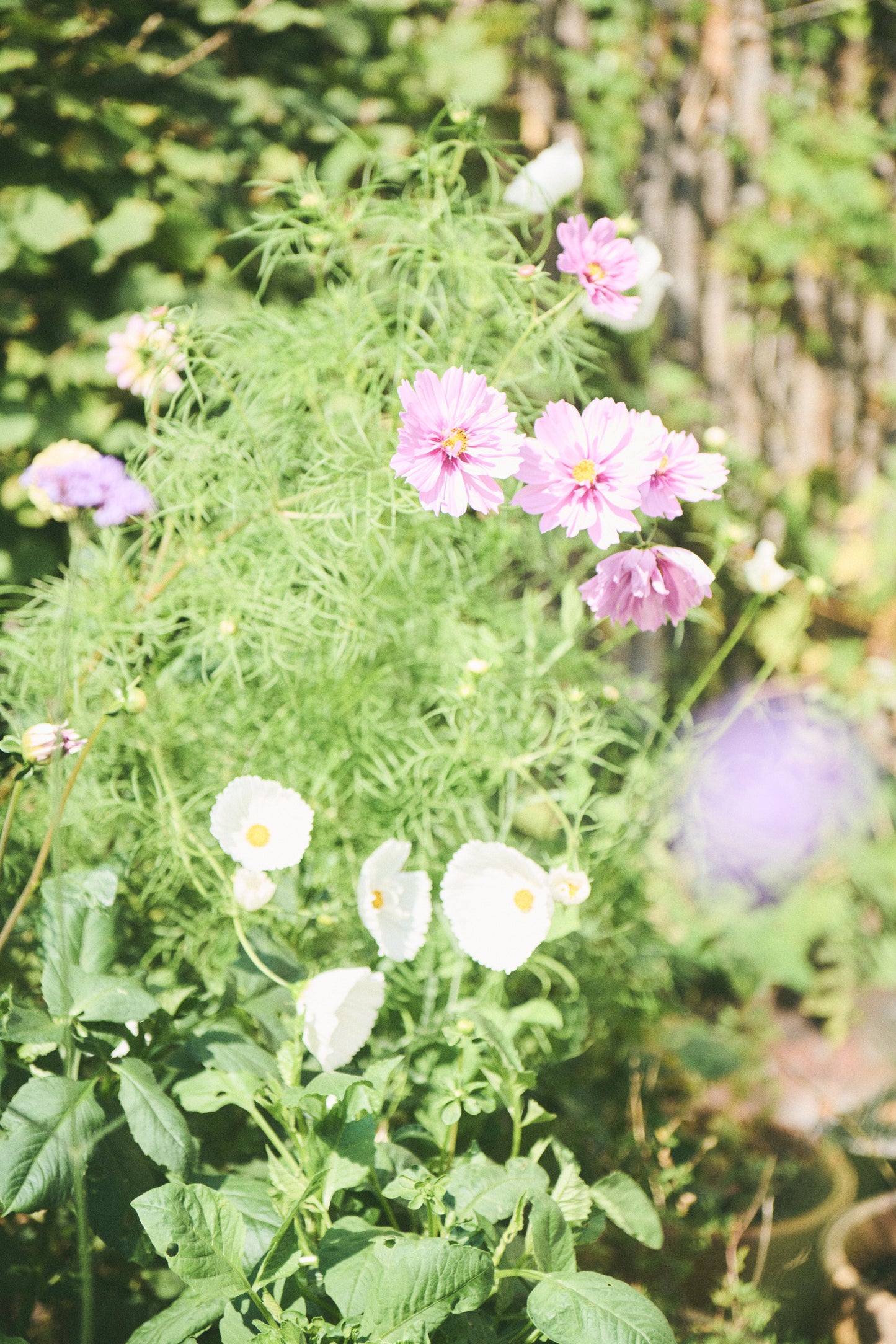 Mors Dag-pakke: Et blomsterår til mor