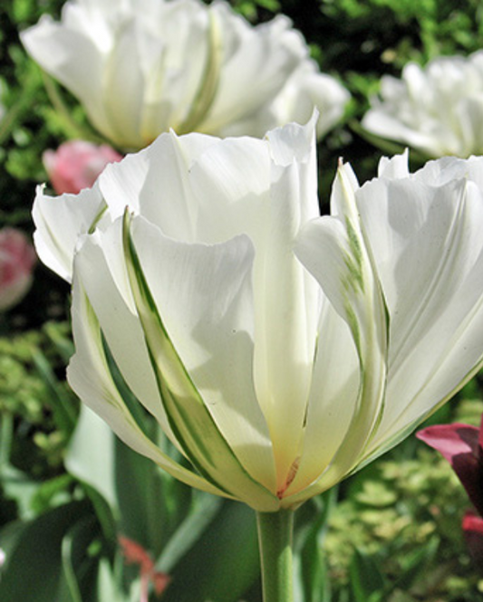 Tulipa White Valley