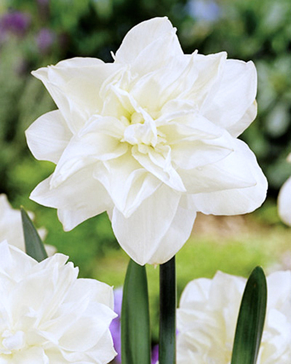 Narcis Obdam
