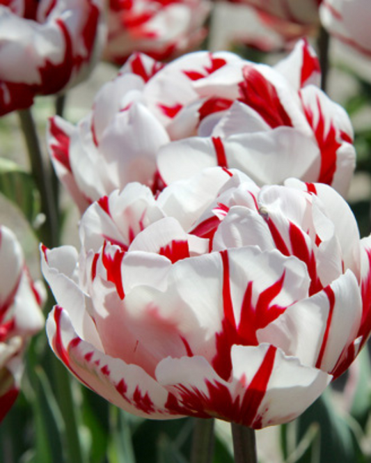 Tulipa Carnaval de Rio