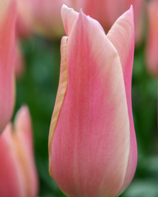 Tulipa Sanne