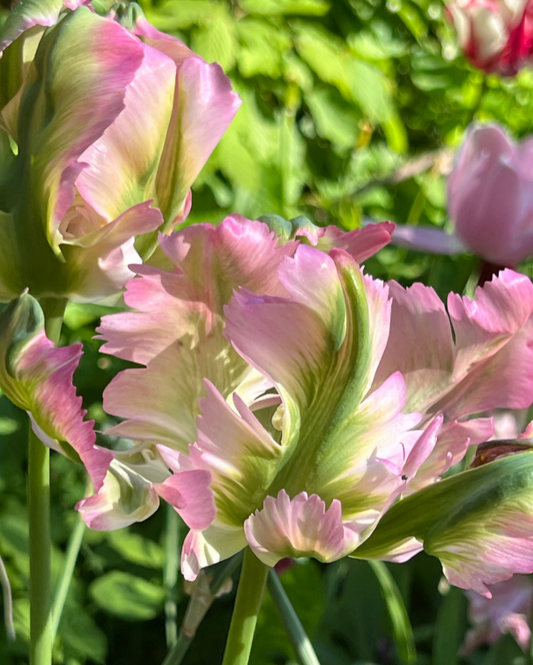 Tulipa Green Wave