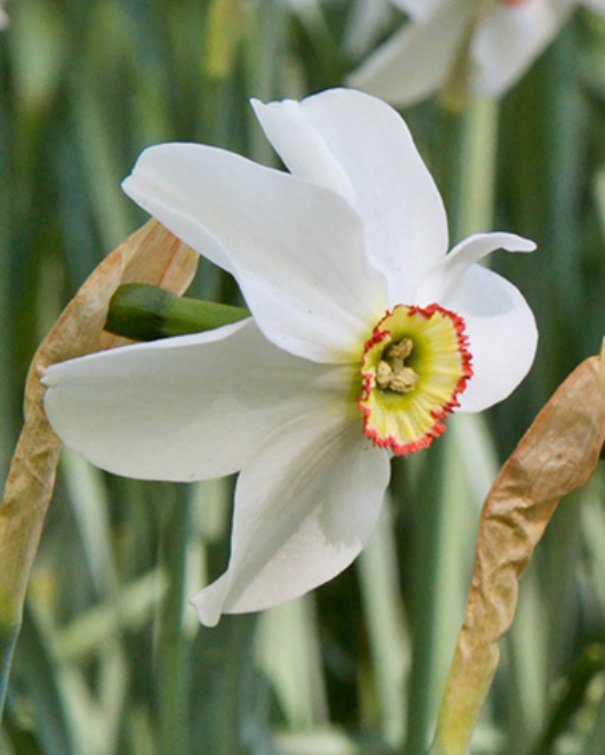Narcis Recurvus - Phaesants Eye