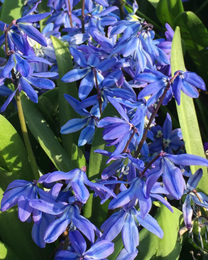 Løglasagne Velvet (til krukke)