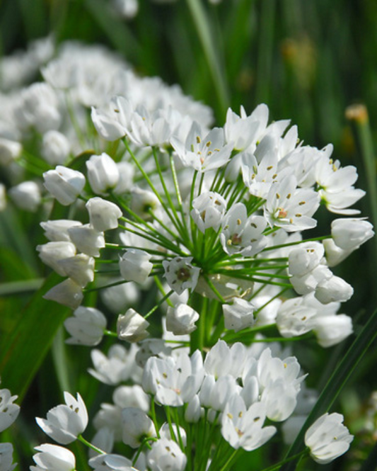 Prydløg hvidt - Allium Neapolitanum