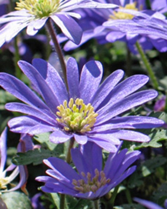 Anemone - Blanda Blue Shades