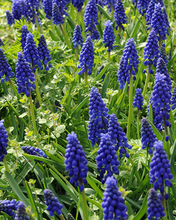 Perlehyacint - Muscari Armeniacum