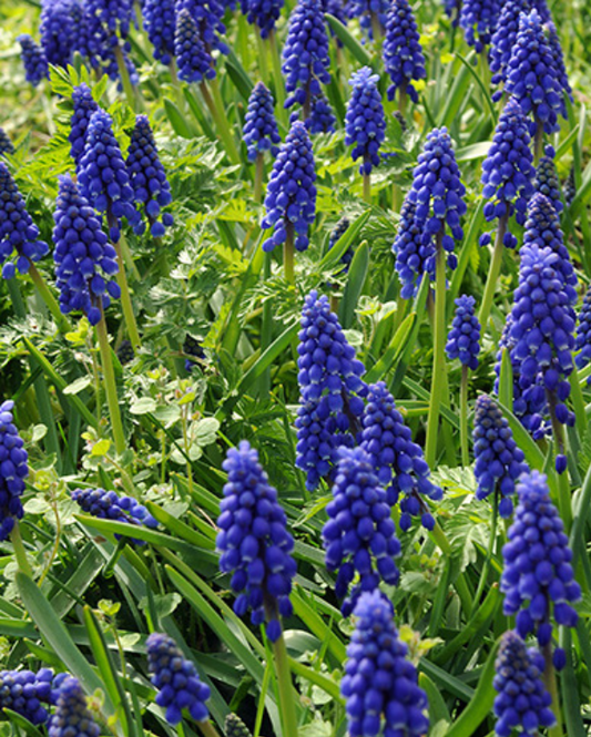 Perlehyacint - Muscari Armeniacum