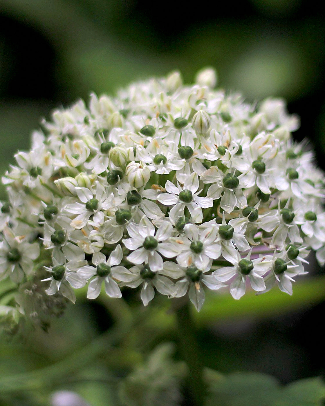 Prydløg hvidt - Allium Nigrum