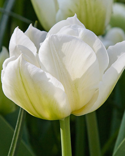 Tulipan Purissima White Emperor
