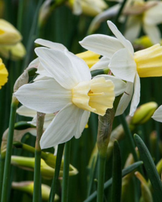 Narcis Sailboat