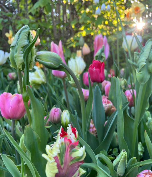 Tulipaner til skærehaven