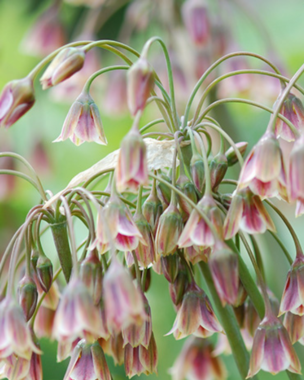 Honningløg - Allium Siculum
