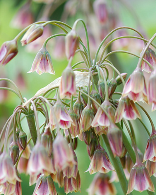 Honningløg - Allium Siculum