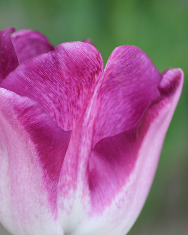 Tulipa Shiun