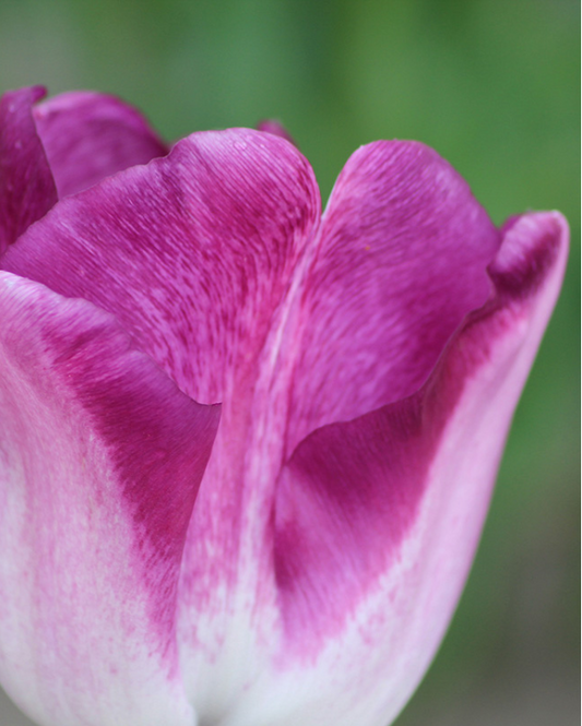Tulipa Shiun
