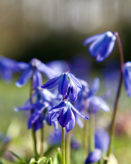 Blå Skilla - Scilla Sirberica