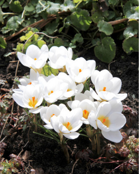 Hvide krokus - Ard. Schenk