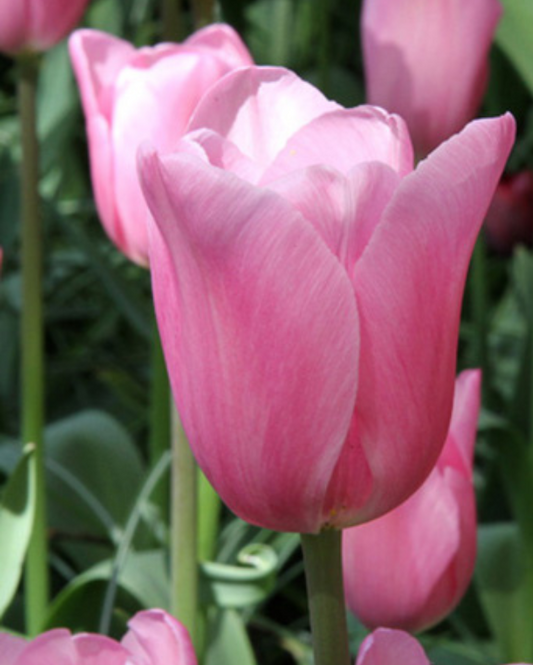 Tulipan Mistress