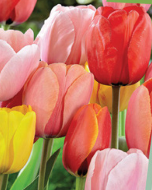 Tulipa Darwin Hybrid blanding
