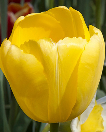Tulipa Darwin Hybrid blanding