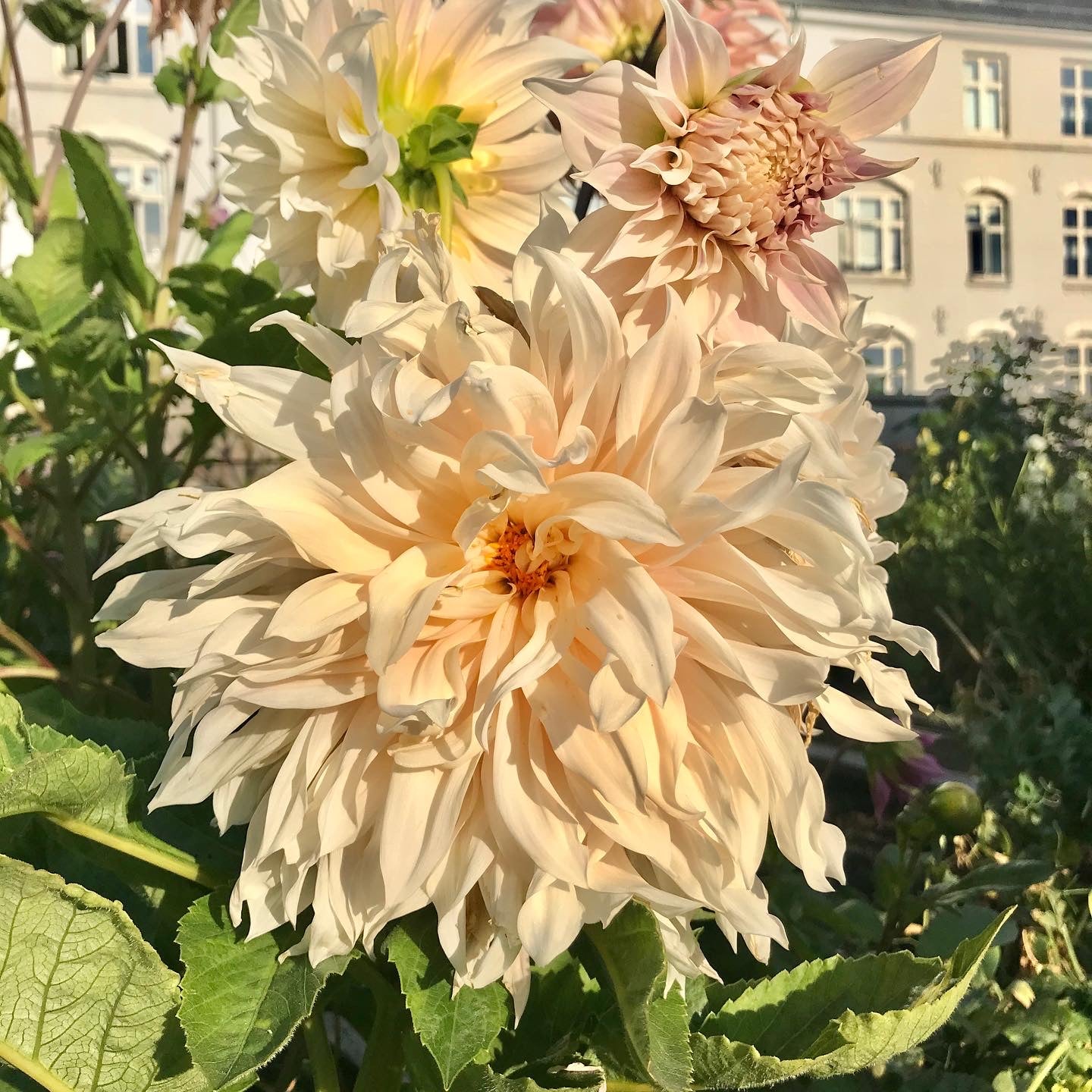 Dahlia Café au Lait