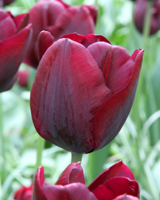 Tulipa Ronaldo