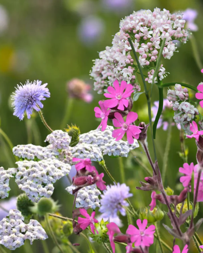 Hjemmehørende stauder