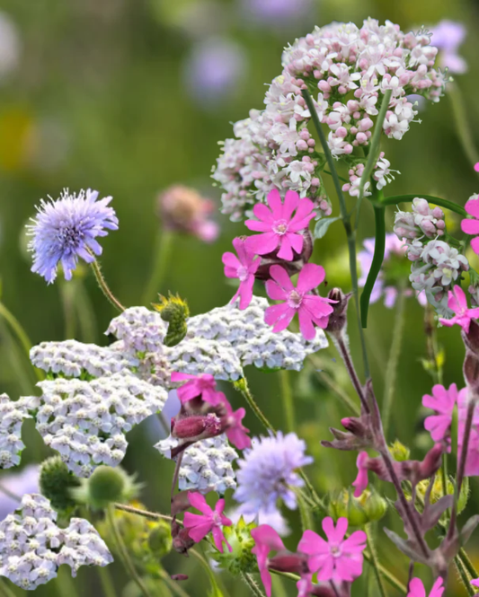 Hjemmehørende stauder