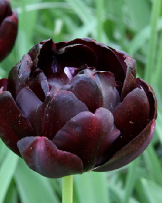 Tulipa Black Hero